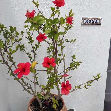Rosa Eden * La Asomada (Lanzarote)