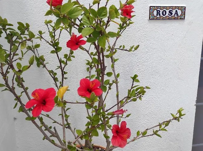 Rosa Eden * La Asomada (Lanzarote)